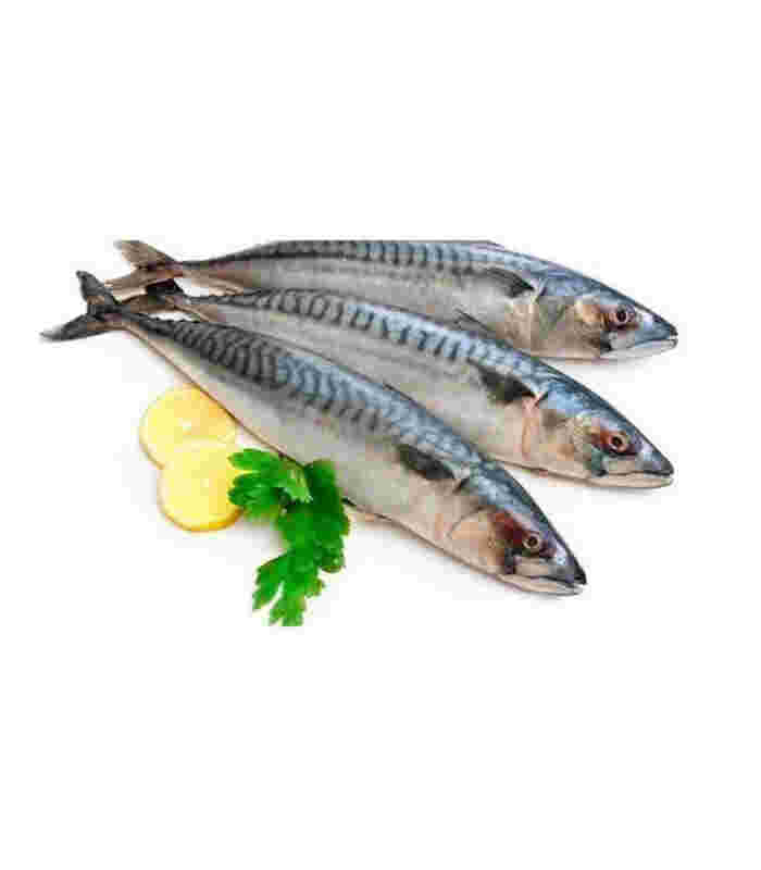 Principal Smrznuta Skuša 1Kg Beograd - Premium kvalitet