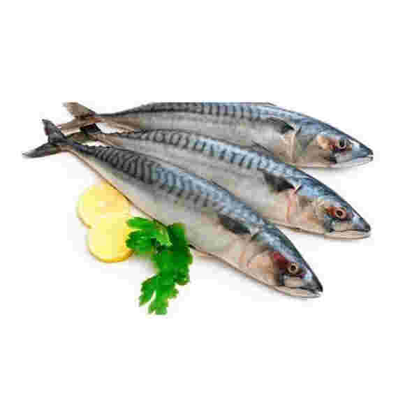 Principal Smrznuta Skuša 1Kg Beograd - Premium kvalitet