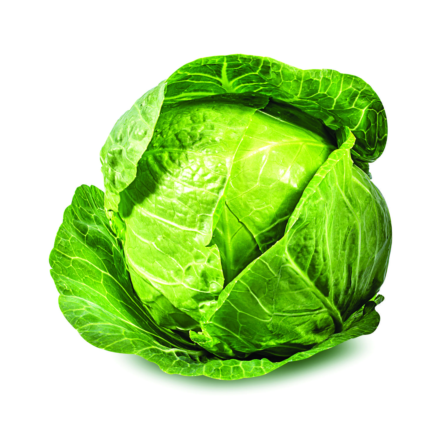 kupus Kupus Beograd - Premium kvalitet